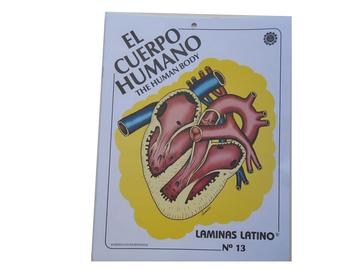 LAMINAS LATINO # 13 EL CUERPO HUMANO